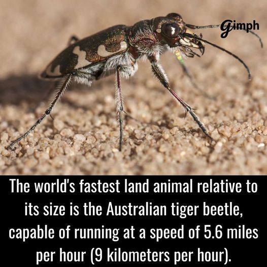Slow down, bro!  #SpeedyBeetle #Beetle #Australia #Bugs #Speedster #XZEmpire #XZAnimals