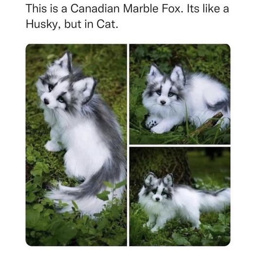 Stunningly beautiful.  #Animals #Dogs #dogstagram #GoodBoy #GoodestBoy #Dogsofinstagram #Furbaby #Furbabies #Pets #Petstagram #XZEmpire #XZAnimals #MarbleFox #Cat #Fox #CanadianMarbleFox