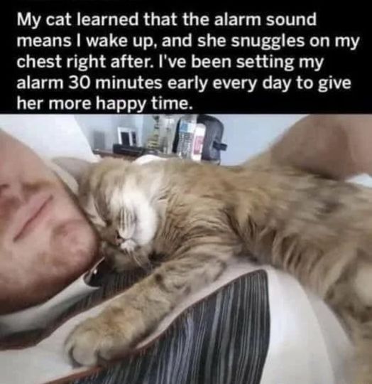 Cats know exactly what they’re doing!  #Animals #Cat #Cats #catstagram #Catsofinstagram #catsfacebook #Furbaby #Furbabies #Pets #Petstagram #XZEmpire #XZAnimals #Catsnuggles #Wakeup #WakeupTime #Sleep #NoSleep