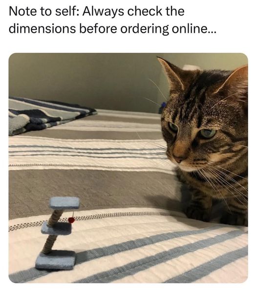 Unimpressed catglare lol    #Animals #Cat #Cats #catstagram #Catsofinstagram #catsfacebook #Furbaby #Furbabies #Pets #Petstagram #XZEmpire #XZAnimals #Unimpressed #Catglare #CheckSize #SizeMatters #Online #OnlineShopping #Shopping #Baited #CatToy