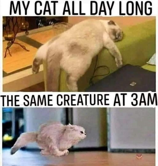 I AM SPEED!  #Animals #Cat #Cats #catstagram #Catsofinstagram #catsfacebook #Furbaby #Furbabies #Pets #Petstagram #XZEmpire #XZAnimals  #CatZoomies #IamSpeed #Speed #AllNight