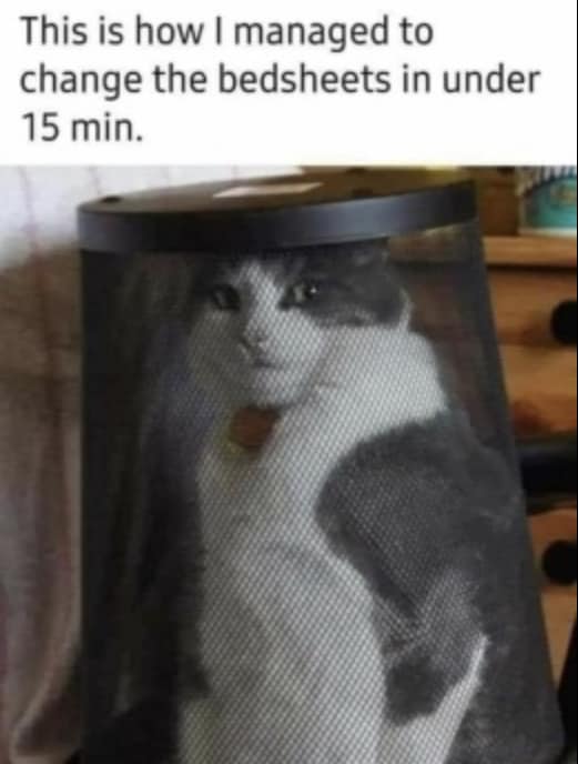 Kitty jail lol  #Animals #Cat #Cats #catstagram #Catsofinstagram #catsfacebook #Furbaby #Furbabies #Pets #Petstagram #XZEmpire #XZAnimals #KittyJail #Trashcan #Stayway #lol