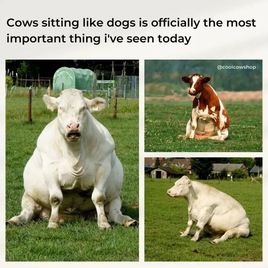 Never seen a cow sit before lol  #Animals #Cows #Farm #Farmers #Cow #Furbaby #Furbabies #Pets #Petstagram #XZEmpire #XZAnimals #Sitting #CowSitting #Pasture