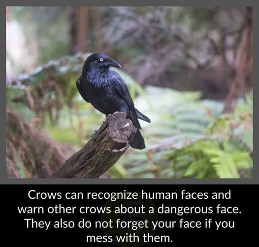#Animals #Bird #Birds #Petstagram #XZEmpire #XZAnimals #Crows #Humans #Crow #Remember #NeverForget #Nevermore #Raven #Smart #Amazing #Meme