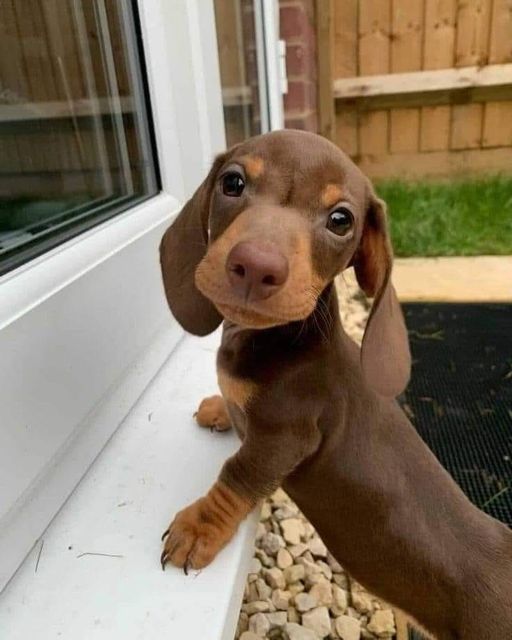 Cutieeeeeeeeee #Daschund #Puppy #Animals #Dogs #dogstagram #GoodBoy #GoodestBoy #Dogsofinstagram #Furbaby #Furbabies #Pets #Petstagram #XZEmpire #XZAnimals #Lovable #Fun #Cute #Adorable #Cuteness