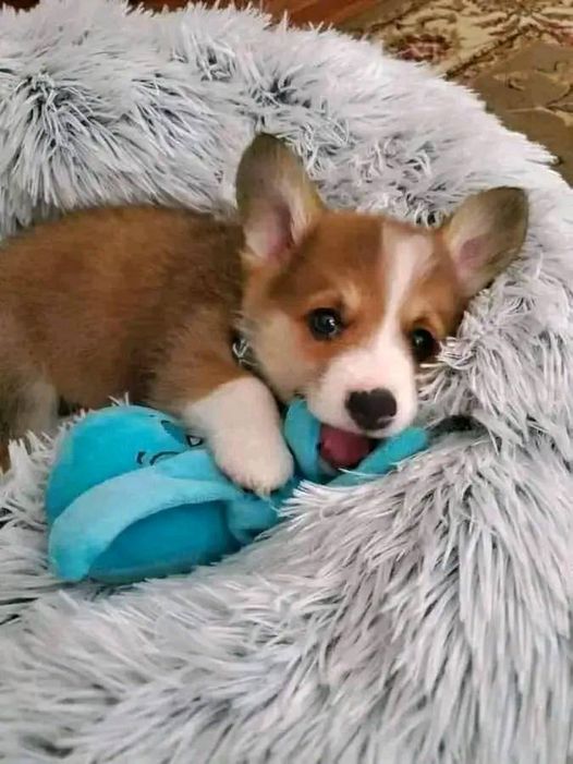 Cute little fluffball! #Cutie #Cuteness #Animals #Dogs #dogstagram #GoodBoy #GoodestBoy #Dogsofinstagram #Furbaby #Furbabies #Pets #Petstagram #XZEmpire #XZAnimals #Adorable #PuppyMode