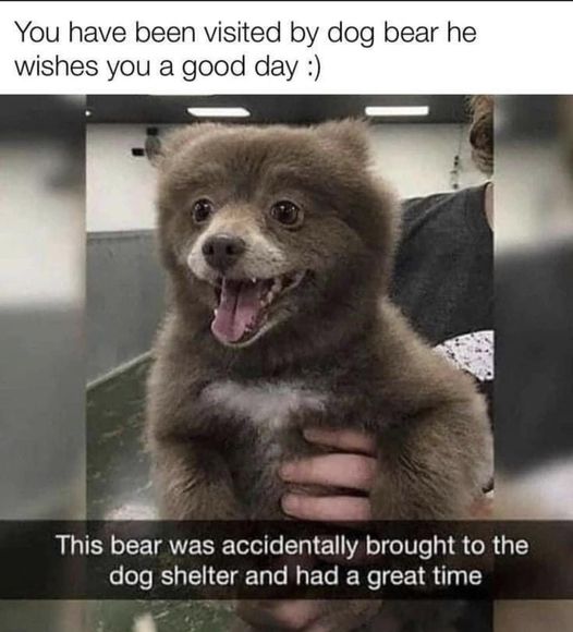 Cute dogbear – I want one!  #XZEmpire #XZAnimals #Puppers #GoodBoy #GoodestBoy #Furbaby #Furbabies #Pets #Animals #Dog #Dogs #Doggy #Doggo #Puppy #Bear #DogBear #Shelter #Cute #Adorable