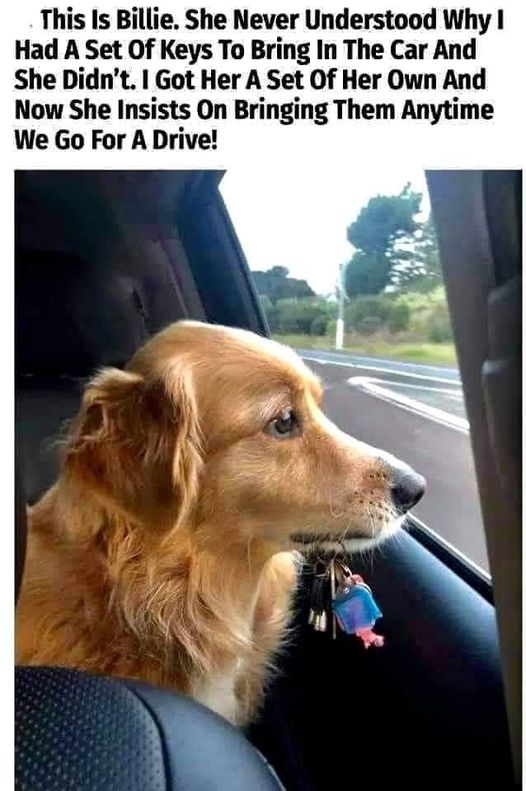 That’s cute – she wanted her own keys like mommy/daddy!  #XZEmpire #XZAnimals #Puppers #GoodBoy #GoodestBoy #Furbaby #Furbabies #Pets #Animals #Dog #Dogs #Doggy #Doggo #Puppy #CarRide #CarKeys #Cute #Adorable