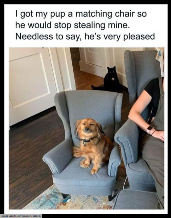 Very pleased indeed (cat is jealous!)  #XZEmpire #XZAnimals #Puppers #GoodBoy #GoodestBoy #Furbaby #Furbabies #Pets #Animals #Dog #Dogs #Doggy #Doggo #Puppy #DogChair #Pleased #Chair #Matching #JealousCat #Jealous