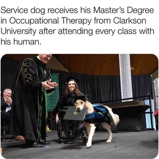 Damn dog has more creds than me!!  #XZEmpire #XZAnimals #Puppers #GoodBoy #GoodestBoy #Furbaby #Furbabies #Pets #Animals #Dog #Dogs #Doggy #Doggo #Puppy #DogDegree #Degree #Graduate #Therapy #ServiceDog #ClarksonUniversity