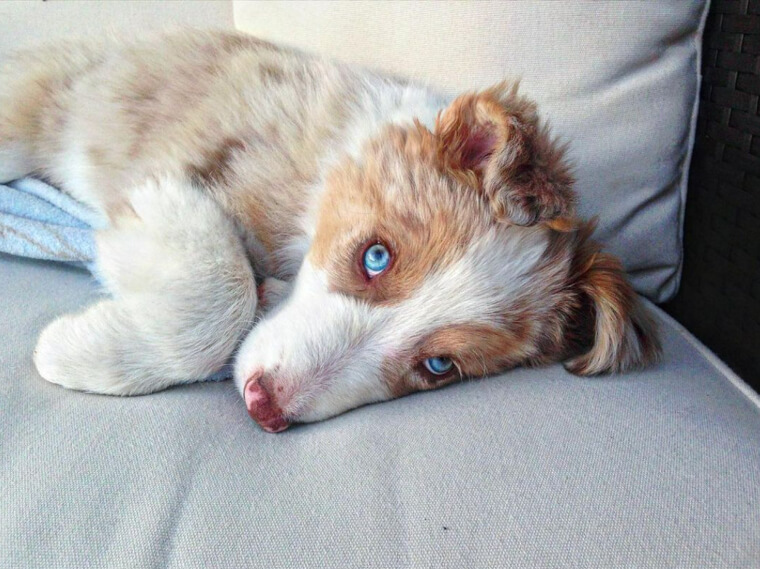 Gorgeous eyes!  #XZEmpire #XZAnimals #Puppers #GoodBoy #GoodestBoy #Furbaby #Furbabies #Pets #Animals #Dog #Dogs #Doggy #Doggo #Puppy #PrettyEyes #Gorgeous #Pretty #Cute #Adorable