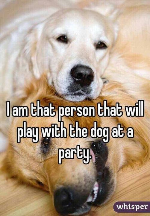 Yup.  The dog came to party too, they need attention!  THEY NEED ME! #XZEmpire #XZAnimals #Puppers #GoodBoy #GoodestBoy #Furbaby #Furbabies #Pets #Animals #Dog #Dogs #Doggy #Doggo #Puppy #DogParty #PartyPet #PartyDog