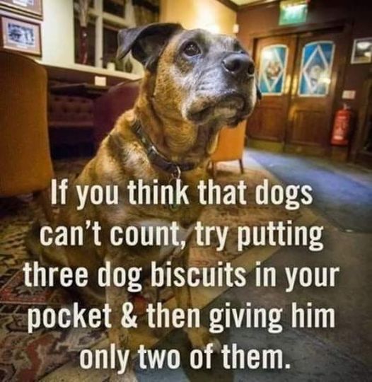 Oooooh dogs can count.  THEY KNOW!  #XZEmpire #XZAnimals #Puppers #GoodBoy #GoodestBoy #Furbaby #Furbabies #Pets #Animals #Dog #Dogs #Doggy #Doggo #Puppy #DogCount #DogsCanCount #Count #Counting #DogBiscuits #Biscuits #Trick #Trickery