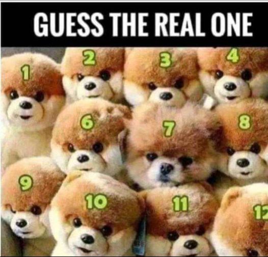Lol – Number 7 doesn’t look too pleased with this situation.  Best trash picker-uppers in the world!  #XZEmpire #XZAnimals #Puppers #GoodBoy #GoodestBoy #Furbaby #Furbabies #Pets #Animals #Dog #Dogs #Doggy #Doggo #Puppy #Number7 #GuessingGame #PickWhich