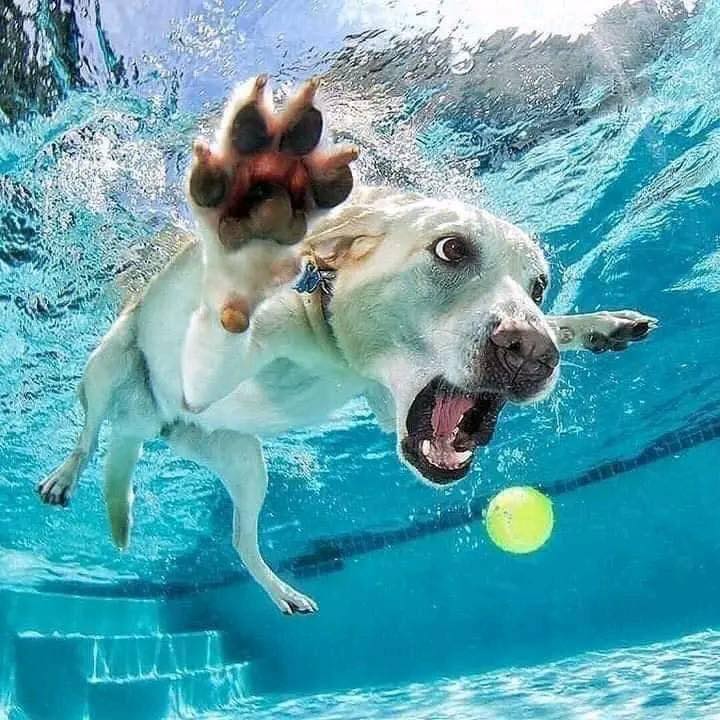 Swim time!  #XZEmpire #XZAnimals #Puppers #dogstagram #GoodBoy #GoodestBoy #Dogsofinstagram #Furbaby #Furbabies #Pets #Petstagram  #Animals #Dog #Dogs #Doggy #Doggo #Puppy #Swim #Swimming #Swimtime