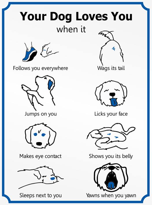 Dog love chart  #XZEmpire #XZAnimals #Puppers #dogstagram #GoodBoy #GoodestBoy #Dogsofinstagram #Furbaby #Furbabies #Pets #Petstagram  #Animals #Dog #Dogs #Doggy #Doggo #Puppy #Love #DogLove #Chart #LoveChart