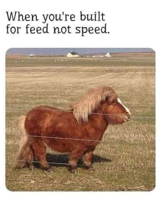 Need for feed #XZEmpire #XZAnimals #Animals #Furbaby #Furbabies #Pets #Petstagram #XZEmpire #XZAnimals   #Animals #Pets #Petstagram #Pony #Horse #SmallHorse #Feed #Speed #FeedNotSpeed #TooFat #TooShort #Shorty #Shawty #Club