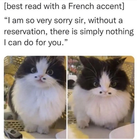 Aho aho aho bonjour lol  #XZEmpire #XZAnimals #Animals #Cat #Cats #Kitty #Kitties #Kittens #catstagram #Catsofinstagram #catsfacebook #Furbaby #Furbabies #Pets #Petstagram