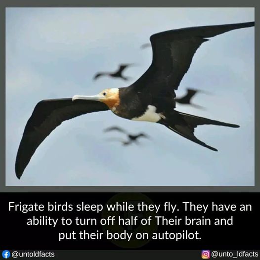 Hmmm, I see people driving in this state too… #XZEmpire #XZAnimals #Animals #Bird #Birds #Petstagram #Sleep #SleepDriving #BetaDriving #ZombieDriving #Frigate