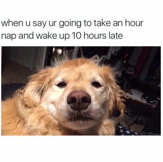 Just a quick nap! #Exhausted #Tired #Dog #Doggy #SleepyDog #Late