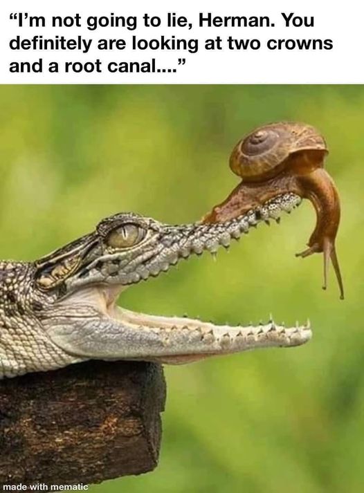 Alligator Dental  #Alligator #Dental #Animals