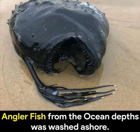 What the hell is that!  MONSTER!  #Monster #AnglerFish #Fishing #Fish #Ocean #DeepSea