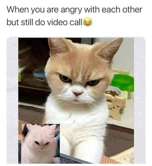 Pissed off video call lol #Animals #Cats #catstagram #Catsofinstagram #catsfacebook #Furbaby #Furbabies #Pets #Petstagram    #XZEmpire #XZAnimals #Pissed #PissedOff