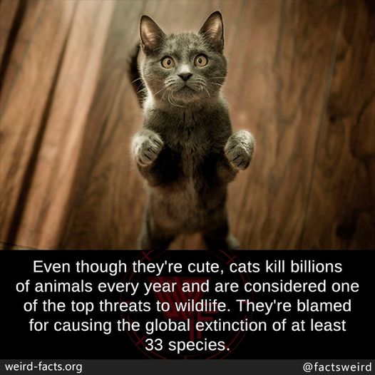 Apex killers!  #Cats #Apex #Animals