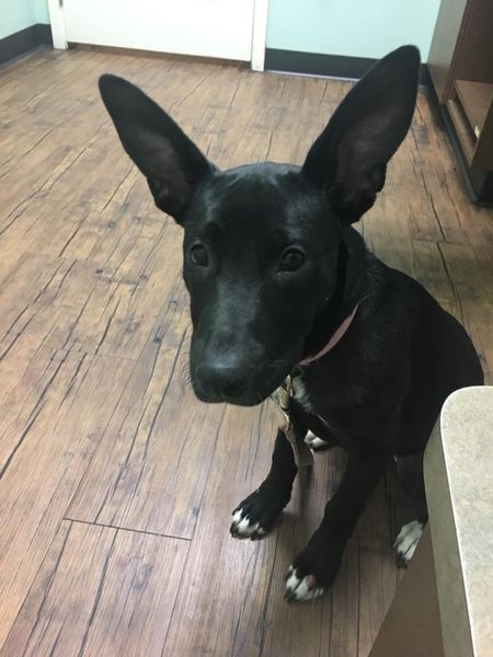 D’awww!  Beautiful puppy – look at those ears!!