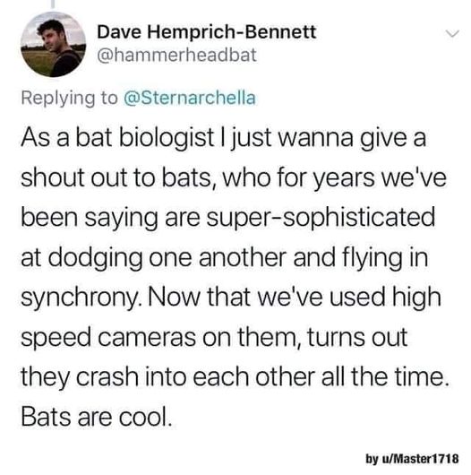 Not so sophisticated – watch outttttt!  #Animals #Bird #Birds #Petstagram #XZEmpire #XZAnimals #Bats