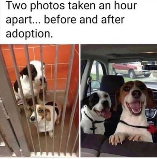 The difference is amazing.  True unconditional love.  #Animals #Dogs #dogstagram #Dogsofinstagram #catsfacebook #Furbaby #Furbabies #Pets #Petstagram#XZEmpire #XZAnimals
