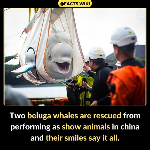 Weeeeee – he’s so happy!  #Beluga #BelugaRescue #SaveTheWhales #Whales #Animals #XZEmpire #XZAnimals