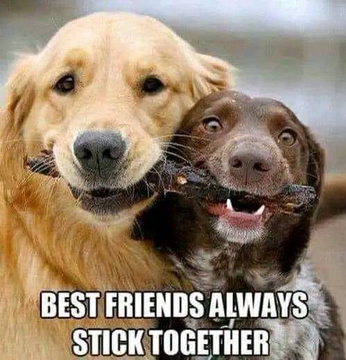 #StickTogether #BestFriends #Animals #Dogs #dogstagram #GoodBoy #GoodestBoy #Dogsofinstagram #Furbaby #Furbabies #Pets #Petstagram#XZEmpire #XZAnimals
