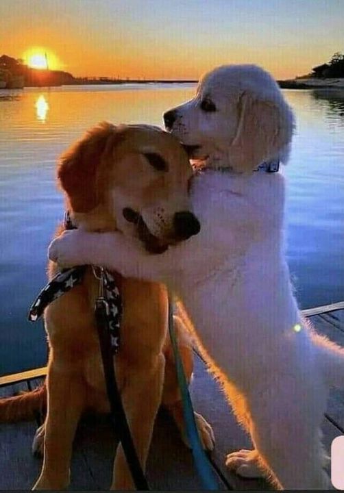 Such love – look at that sunset!  #Sunset #PuppyLove #Animals #Dogs #dogstagram #GoodBoy #GoodestBoy #Dogsofinstagram #Furbaby #Furbabies #Pets #Petstagram#XZEmpire #XZAnimals