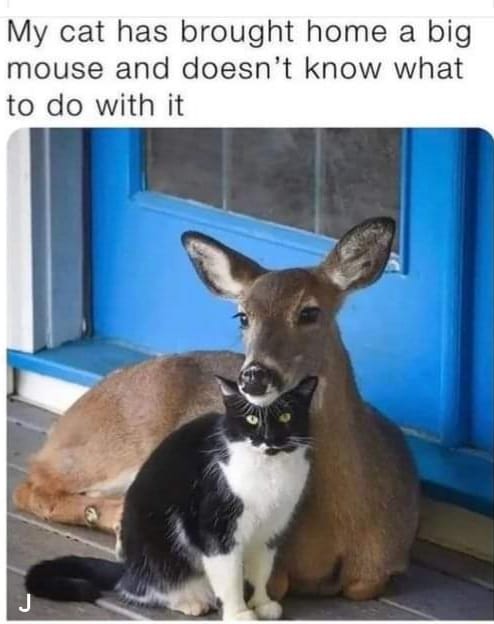 Brought home a friend #WildLife #Deer #BigMouse #XZEmpire #XZAnimals