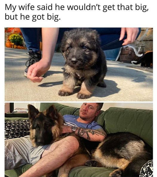 Grow up so fast #BigPuppy #GrowUp #Animals #Dogs #dogstagram #GoodBoy #GoodestBoy #Dogsofinstagram #Furbaby #Furbabies #Pets #Petstagram #XZEmpire #XZAnimals
