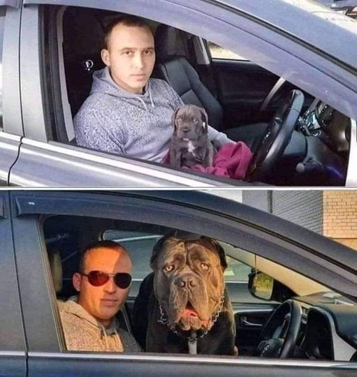 Puppy doin what puppies do best #GrowinUp #Animals #Dogs #dogstagram #GoodBoy #GoodestBoy #Dogsofinstagram #Furbaby #Furbabies #Pets #Petstagram #XZEmpire #XZAnimals