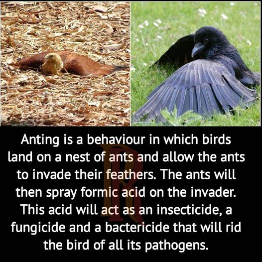 Nature is crazy #BugSpray #AntsHelping #Anting #Animals #Bird #Birds #Petstagram #XZEmpire #XZAnimals  #Ants #Bugs #BugsLife