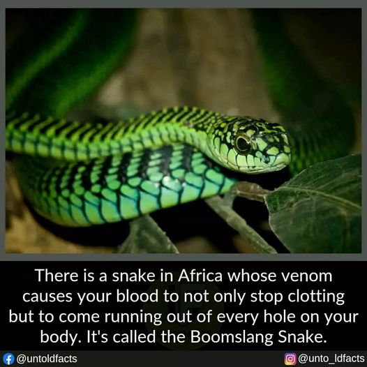 Scary AF…   #Boomslang #BoomslankSnake #Animals #Snakes #Venom #SnakesOfInstagram #Fangs #Scales #XZEmpire #XZAnimals