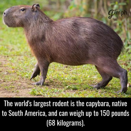 150 pounds?!  Jeez.  Half chupacabra! #Capybara #Chupacabra #Animals #Pets #Petstagram #XZEmpire #XZAnimals #SouthAmerica #SouthAmericanAnimals